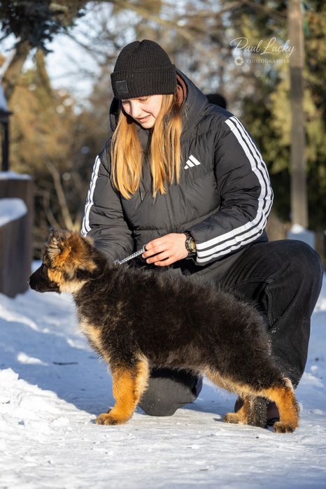 Цуценята німецької вівчарки КСУ