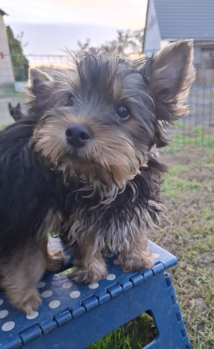Yorkshire terrier piesek