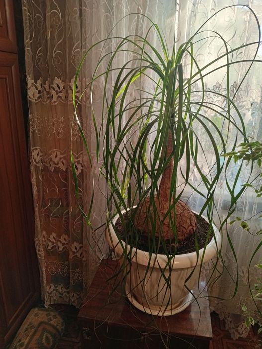Продам Нолина Бакарнея