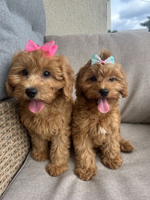 Suczka cavapoo gotowa do odbioru