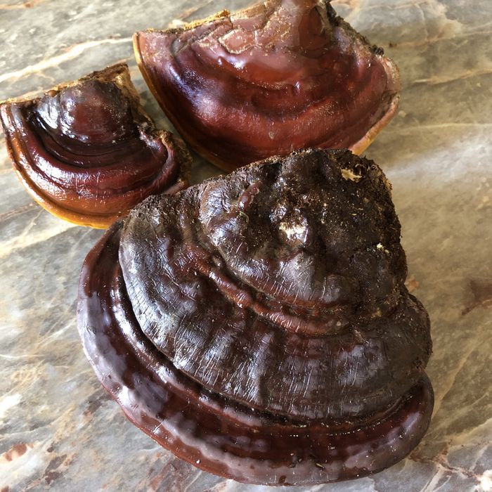 Трутовик Облямований сухий (Fomitopsis pinicoda).