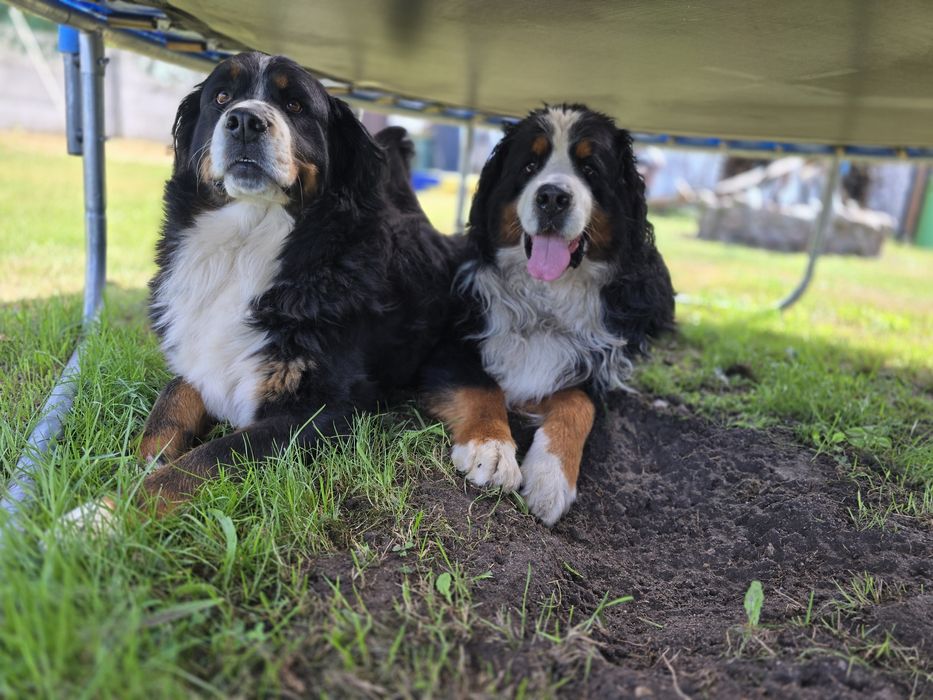 Berneński Pies Pasterki  (Urodzone 01.11.2025) dostępny piękny pies 
U