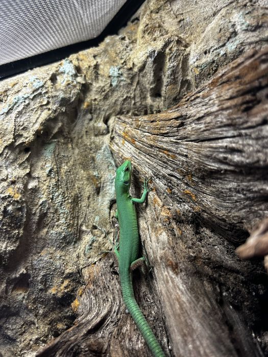 Jaszczurka Gastropholis praisna młody samczyk