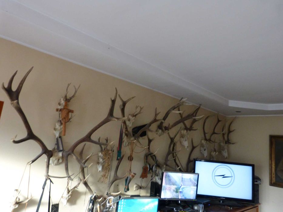 Poroże Byka i kozła sprzedam