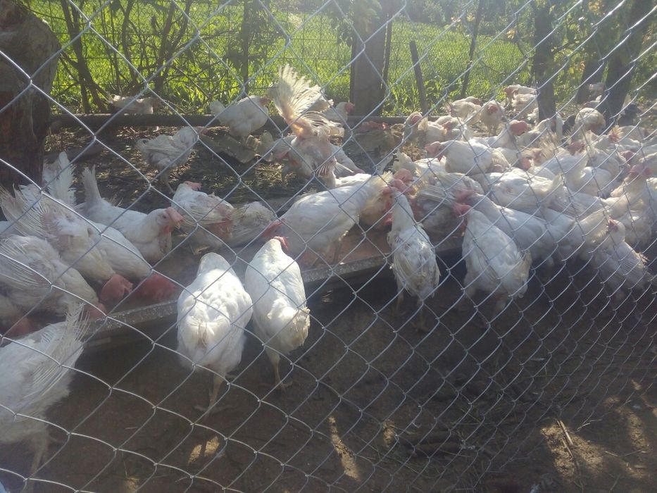 Кура, курка, кури 90  грн