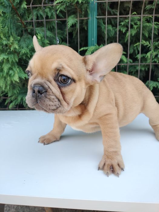 Bulldog frances top femea  exitica