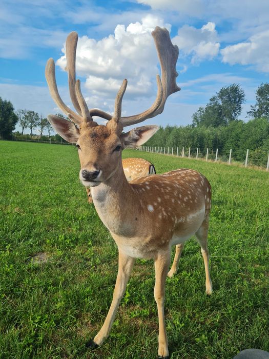 Daniel daniele samiec