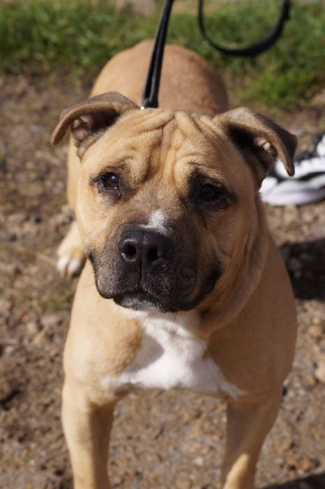 Łagodny i grzeczny amstaff Carlos szuka domu