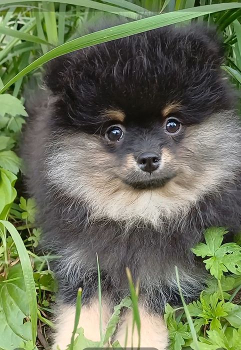 Рідкий колір , шпиц