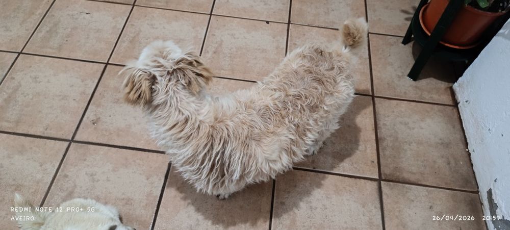 Doa-se cadela adulta, castrada e mansa