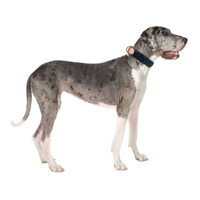 niebieska skórzana obroża dla psa rozmiar l pleciona petsome 12p07l