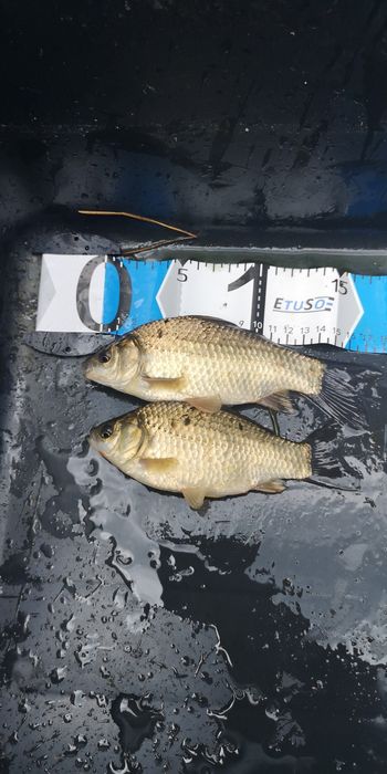 Karaś srebrzysty 15 cm na żywca - żywiec na szczupaka, suma