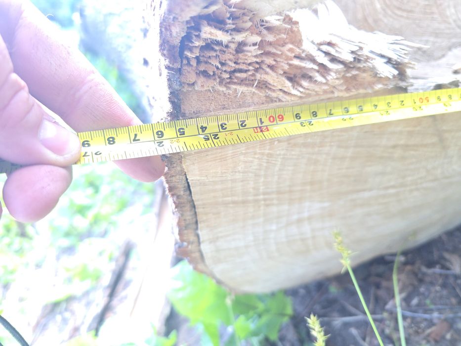 Sprzedam pień lipy 65 cm średnicy 7 m długości