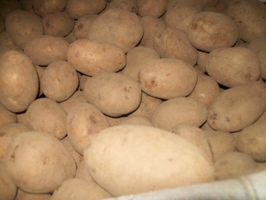 Ziemniaki baltic rose soraya anuschka 35-55 pozostałość po sadzeniu oraz paszowe odpadowe