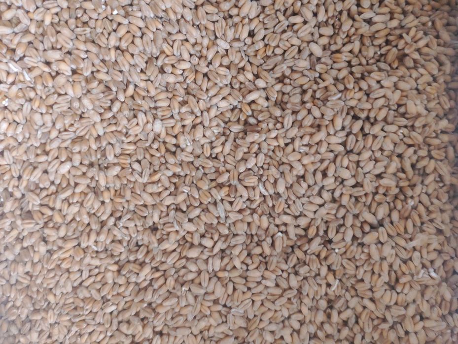 pszenica na pasze, mąkę, pasza dla kur