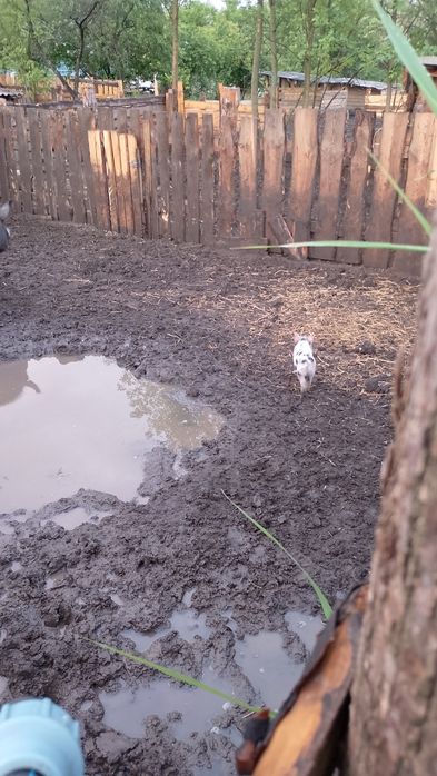 Є на продаж поросята такої породи:. Мангали .Кармали. Та Міні-пігов.