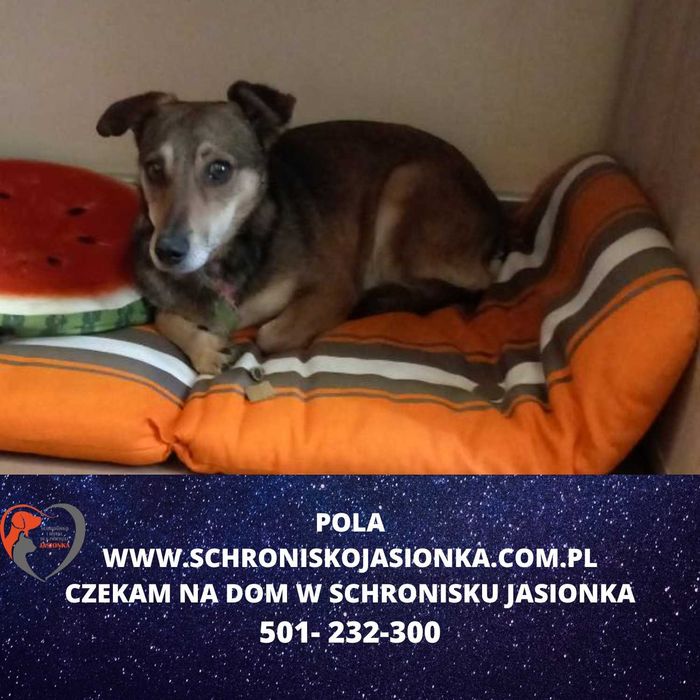 Pola do adopcji – Schronisko Jasionka