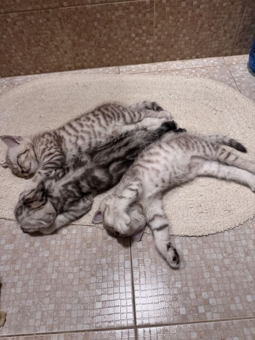 Шотландські кошенята хлопчики