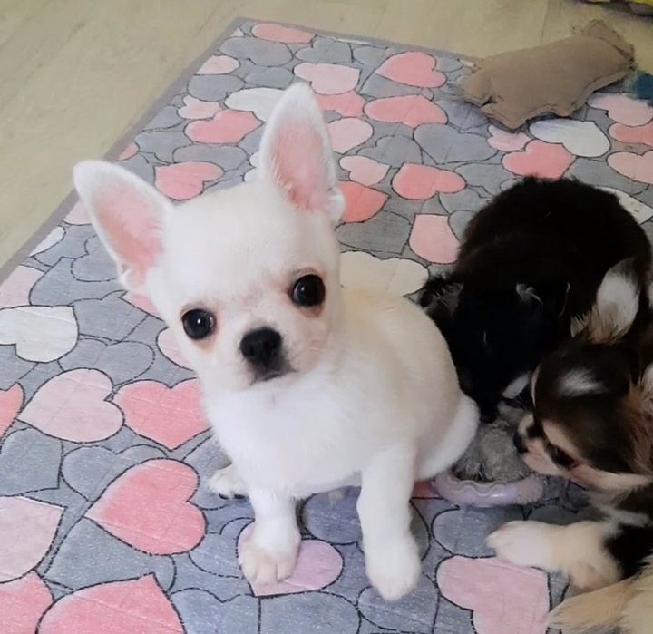 Белый г/ш мальчик