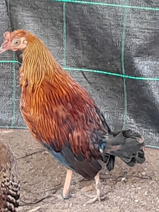Gallus Lafayettii