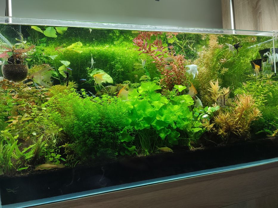 Sprzedam rośliny do akwarium