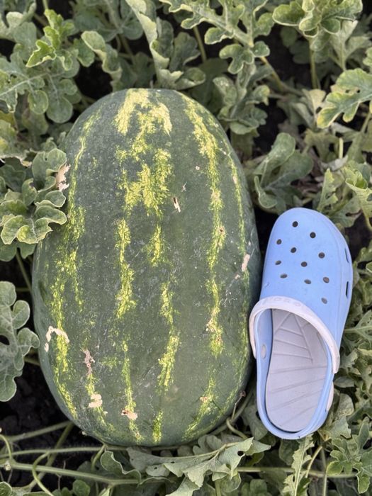 Насіння кавуна КАРІСТАН