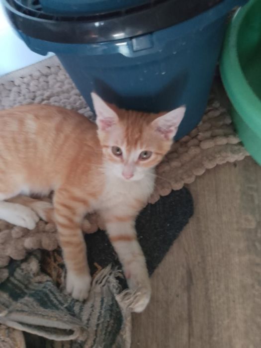 Kociaki do adopcji