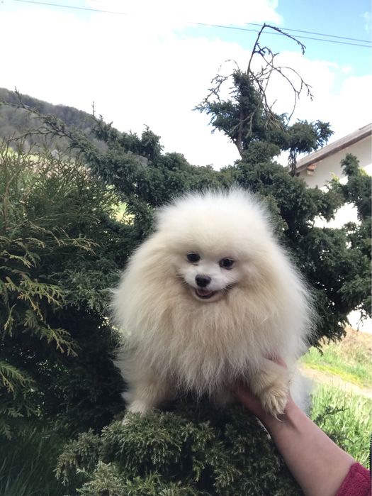 Шпіц хлопчик білий