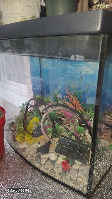 Акваріум з компресором