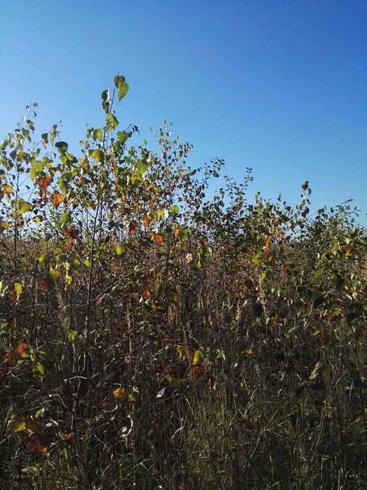 Brzoza, brzozy, brzózki sadzonki.