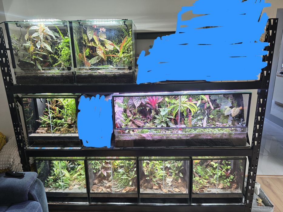 Zestaw terrari, paludaria Drzewołazy jaszczurki terrarium Rośliny gekony gekon