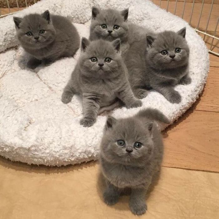 Продам британських котят
