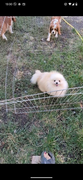 Мальчик померанский шпицц