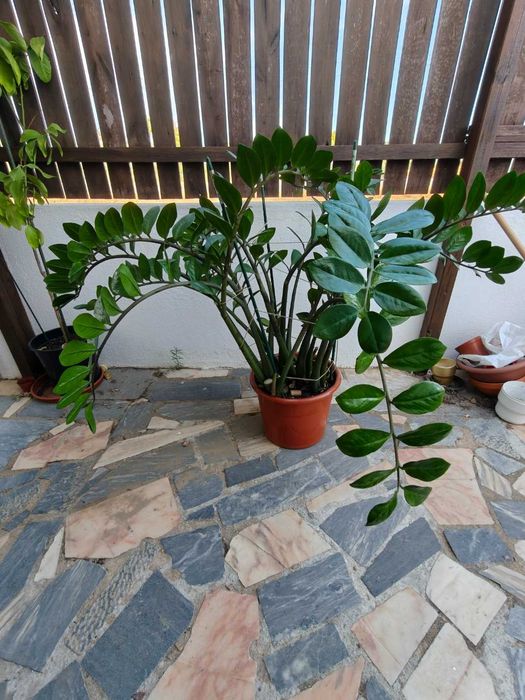 planta zamioculcas