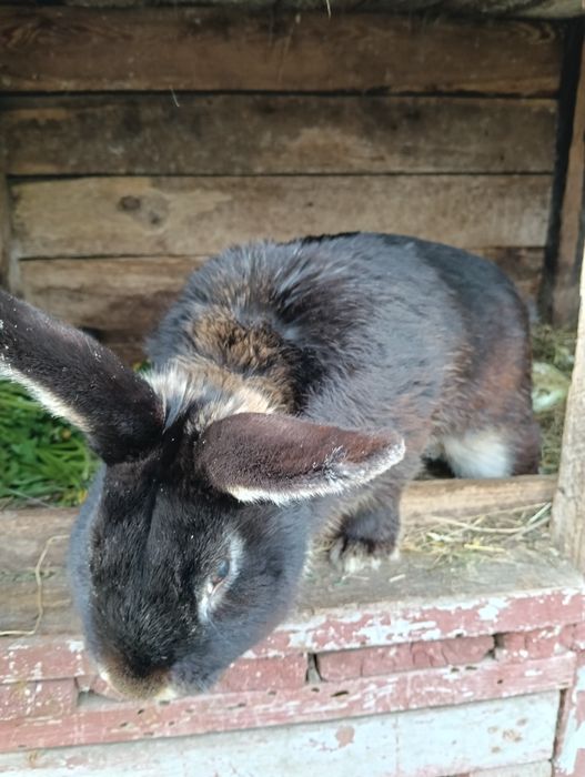 Króliki do sprzedania