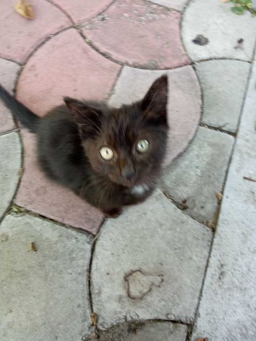 Кошенятка, віддам