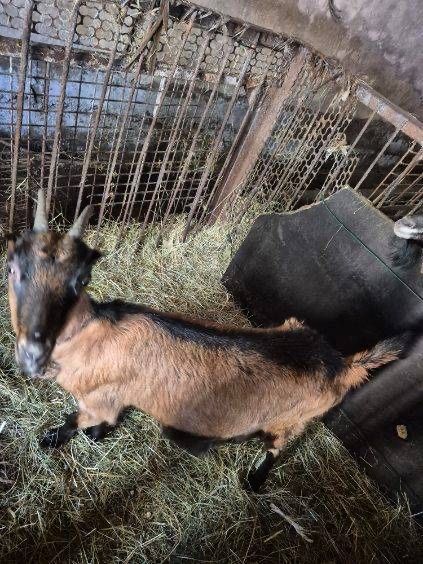 Koza mieszana alpejska