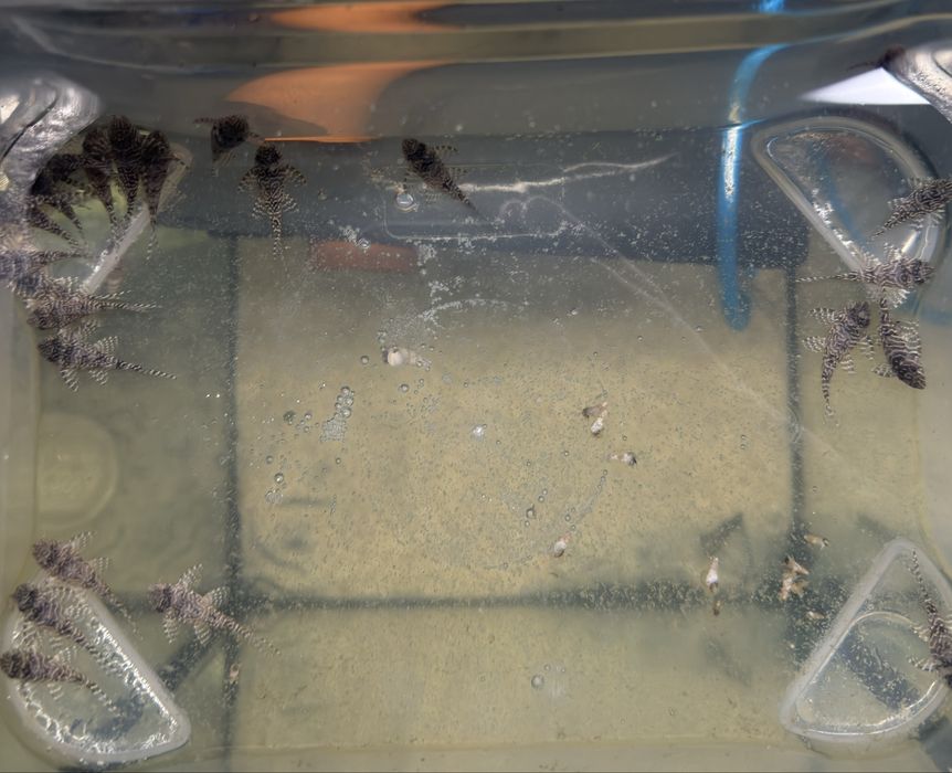 Hypancistrus L260 Juvenis