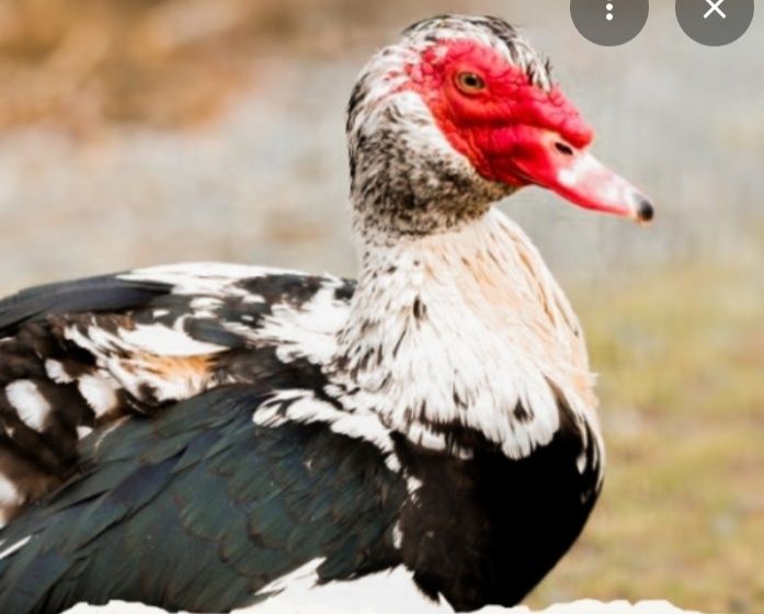 Індокачур мускусні качки