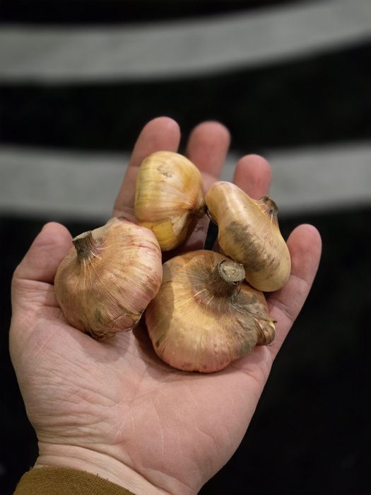 Гладіолус, гладіолуси, цибулина, квіти, косарик, косарик.