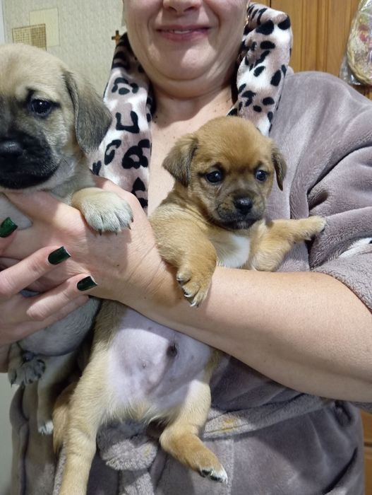 Віддам цуценят маленької породи