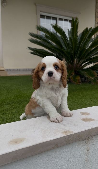Cavalier king charle macho