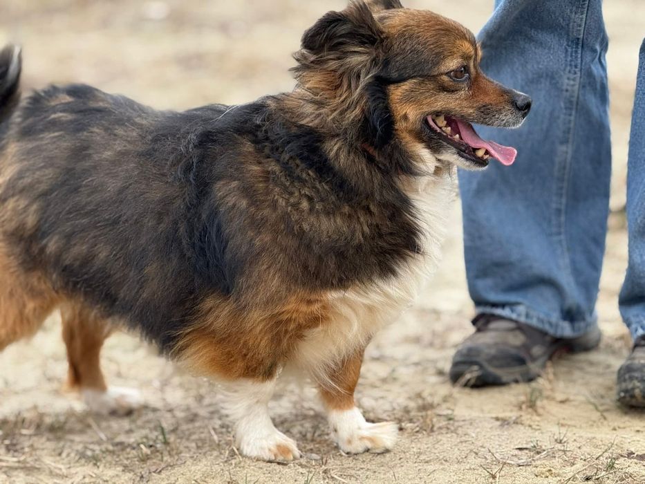 Czupakabra na czterech łapach barwny charakterem Pędzel do adopcji