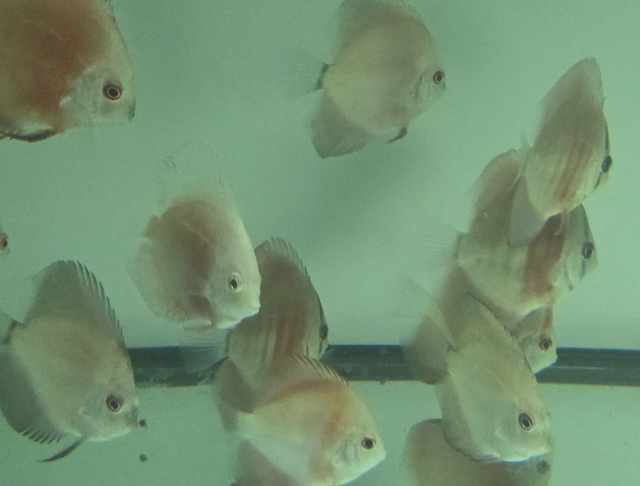 Pack 5 discus  7 9 cm por apenas 150€