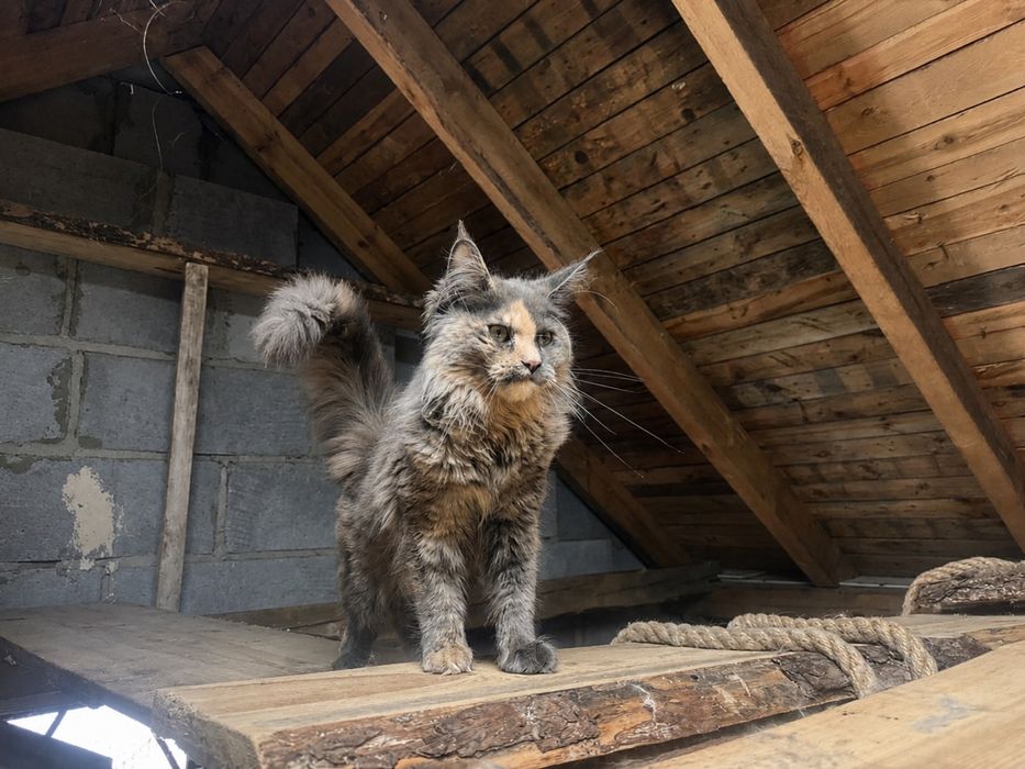 Maine Coon kotka WCF/SHK