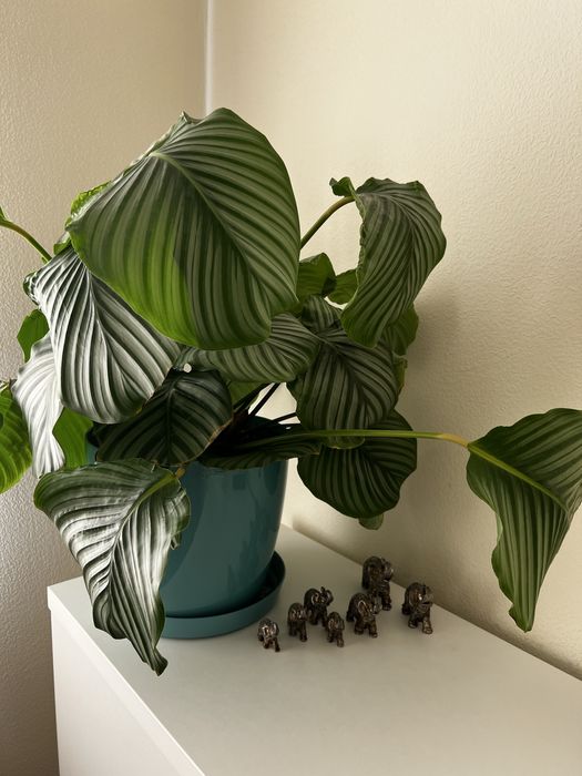 Кімнатні квіти калатея орбіфолія