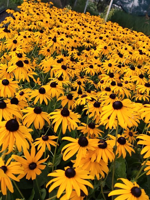 Rudbekia Błyskotliwa Yucon Gold