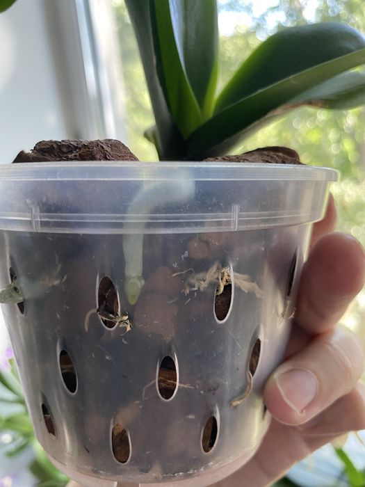 Орхідея ротердам