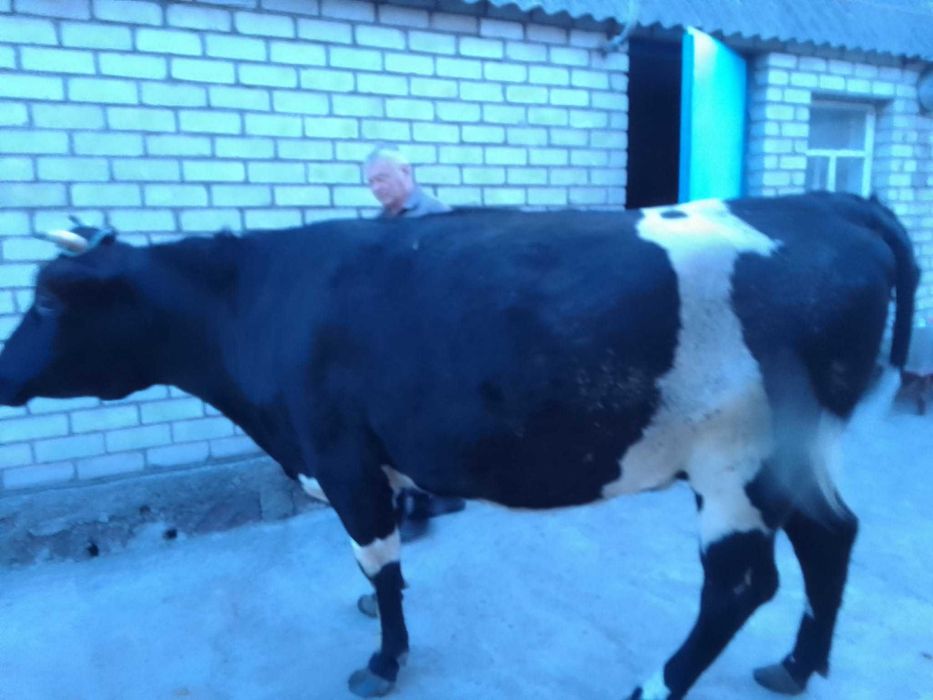 Продам телицю, телку 3 роки