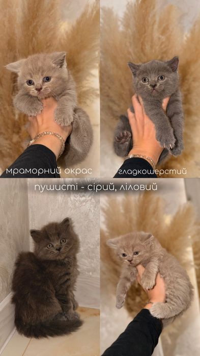 Чистокровні кошенята.  Британські прямовухі кошенята